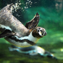 Humboldt-Pinguin unter Wasser