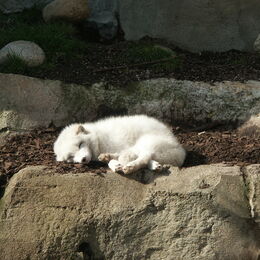 Polarfuchs mit weißem Fell auf der Anlage