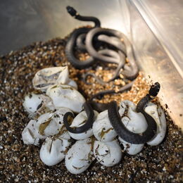 Frisch geschlüpfter Nachwuchs bei den Ringelnattern