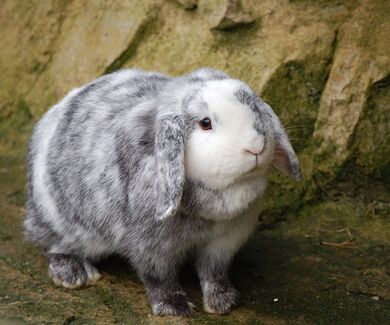 Zwergkaninchen