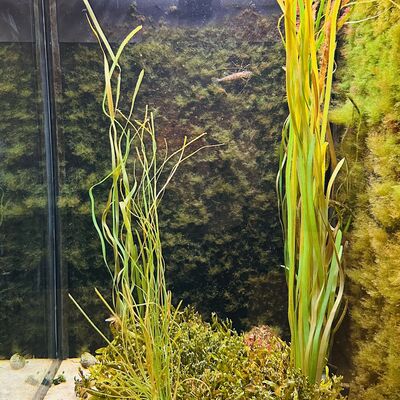 Einblick in das neue Seepferdchen-Becken