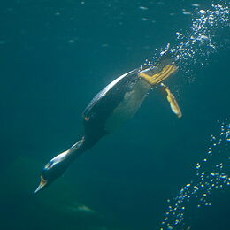 Magellan-Dampfschiffente