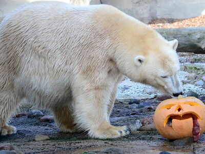 Ein Eisbär findet Futtermittel, welches in einem ausgehöhlten Kürbis versteckt ist