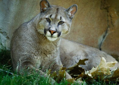 Pinguin beim Tauchen