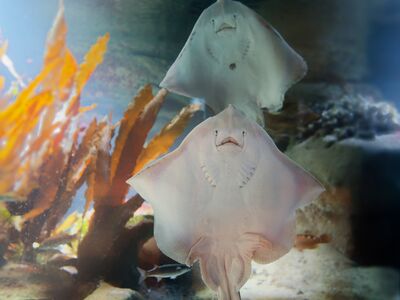 2 Oktopusse im Nordsee-Aquarium (Bild: Bernd Ohlthaver)