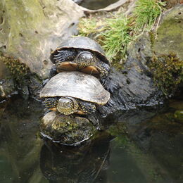 Zwei Sumpfschildkröten im Wasser