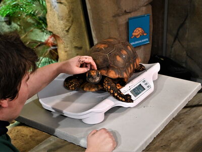 Tierpflegerin Annika krault Köhlerschildkröte Fred während des Wiegens