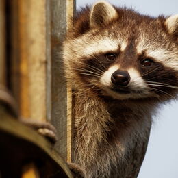 Ein Waschbär schaut um die Ecke