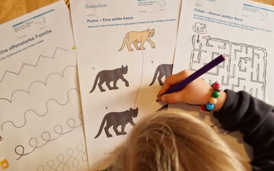 Ein Kind aus der Kita löst Aufgaben in der Zooschule und füllt ein Arbeistblatt aus