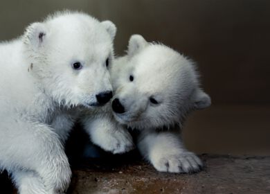 Baby Eisbären