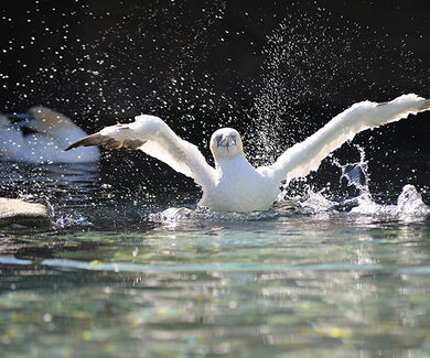 Basstölpel Flügelschlag