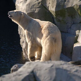 Eisbär in seinem Gehege blickt in die Sonne