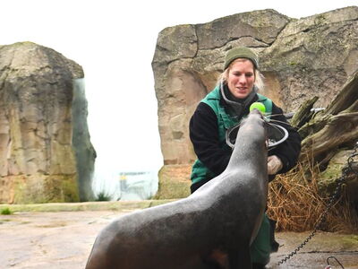 Tierpfelgerin Natalie Franken wiegt Seebärin Poca während der Inventur 2024