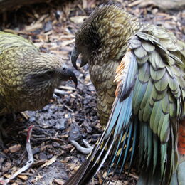 Zwei Keas streiten sich