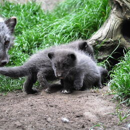 Zwei kleine Polarfüchse erkunden mit ihrer Mutter die Anlage