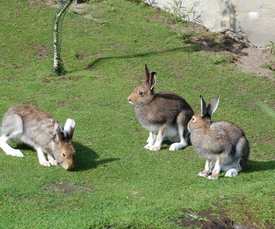 Drei Schneehasen auf der grünen Anlage