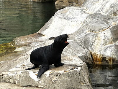 Seelöwen-Nachwuchs Lío auf der Außenanlage