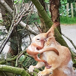 Sibirisches Eichhörnchen mit Nachwuchs
