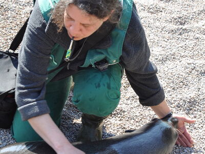 Tierpflegerin Carmen Gürster trainiert mit den Seebären