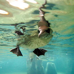 Basstölpel Kopf unter Wasser