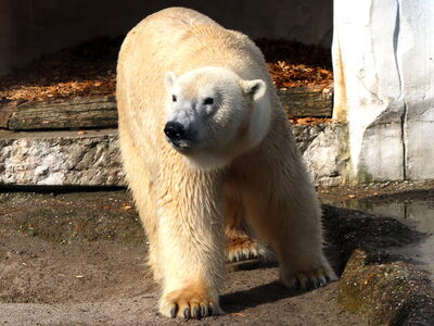 Eisbär Lloyd erkundet die Außenanlage©Maike Franzen-Zoo Karlsruhe