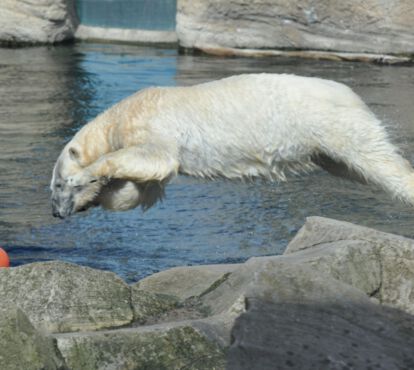 Ein Eisbär springt ins Wasser und jagt einem Ball hinter her