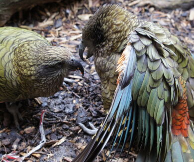 Zwei Keas streiten sich