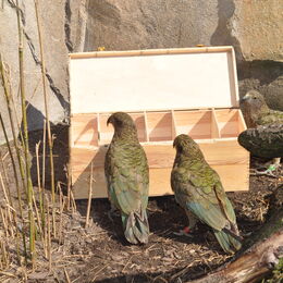 Beschäftigung der Kea mittels einer Kiste, in der Futtermittel versteckt ist