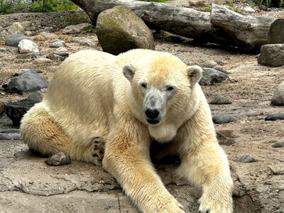 Eisbärin Lara liegt auf der Außenanlage der Eisbären