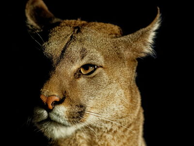 Puma bei Nacht (Bernd Ohlthaver)