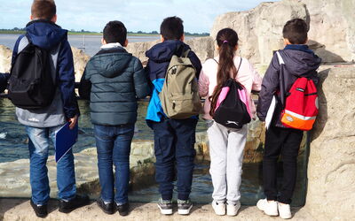 Eine Gruppe Schüler beobachtet die Tiere beim Schwimmen