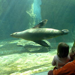 Zwei Kinder an der Unterwasser-Scheibe der Seebären, die einem Seebär beim Tauchen zuschauen