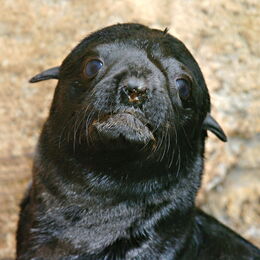 Der junge Seebärt Flux guckt neugierig in die Kamera