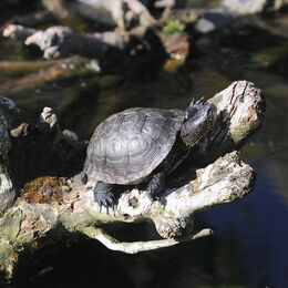 Sumpfschildkröte auf einem Ast
