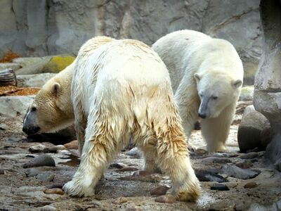 Eisbärin Lara und Valeska lernen sich kennen und beschnuppern sich zum ersten Mal©Bernd Ohlthaver