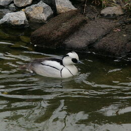 Zwergsäger im Wasser
