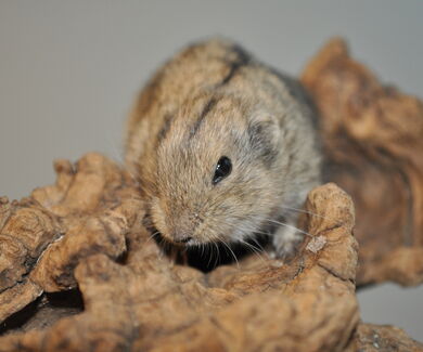 Ein Steppenlemming auf einem kleinen Stamm