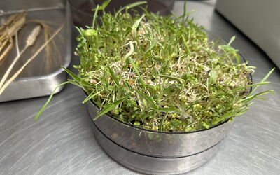 Futtermittel für die Tiere