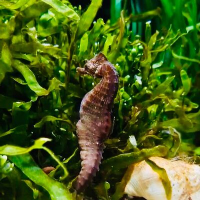 Ein kurzschnäuziges Seepferdchen