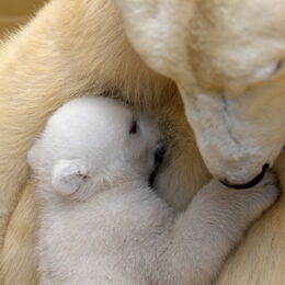 Eisbärin Valeska säugt eines ihrer Jungtiere