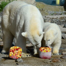 Eisbärin Valeska knabbert mit ihrer Tochter an einer Eistorte