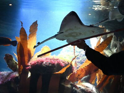 Vermessung des Rochens bei der Inventur 2024 am 09.01.2025