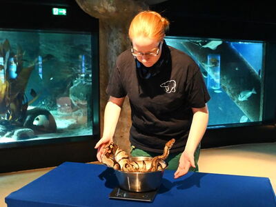 Tierpflegerin Tamara Gebsattel wiegt die Königspython während der Inventur 2024