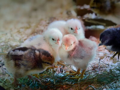 Küken auf der Osterwiese in der Zooschule im Zoo am Meer