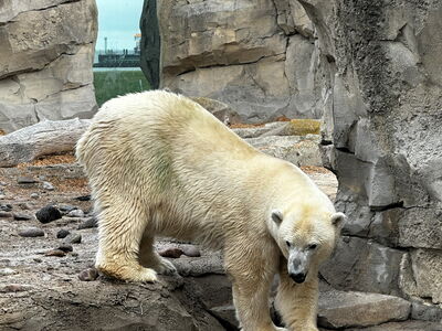 Eisbärin Lara lernt die Außenanlage kennen