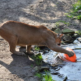 Puma mit einem Spielzeug, welches er aus dem Wasser fischt