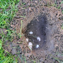 Nest einer Sumpfschildkröte