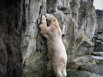 Eisbärin Anna schleckt Mayonnaise von der Wand, die die Tierpfleger Thomas und Timo dort verteilt haben