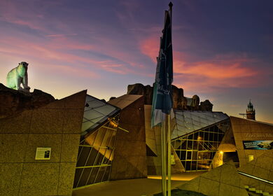 Pinguin beim Tauchen