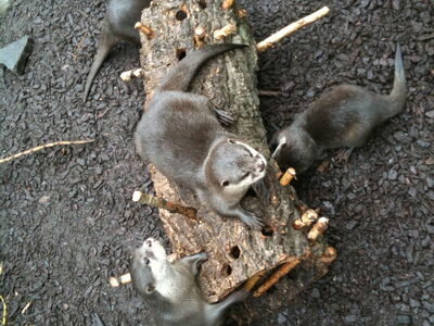 Die Otter versuchen aus einem Baumstamm, welchen die Tierpflegenden mit Futter gefüllt haben, Futtermittel heraus zu bekommen